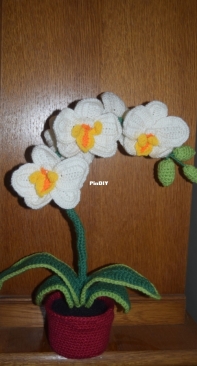 Orchid