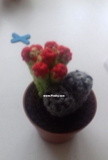 Cactus 4