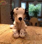 Donny Dalmation