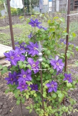 Flowers in the Country