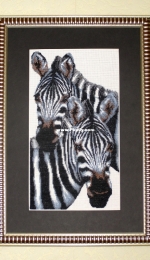 Zebras