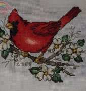 red bird