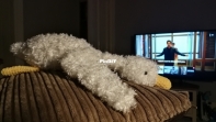 Fluffy goose