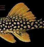 Golden Kite GK 122 Catfish