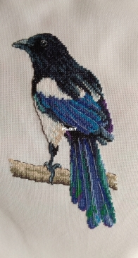 My magpie