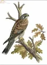 Eva Rosenstand 12-700 Falcon PCS