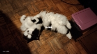 My kitty when im crochetting...
