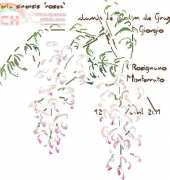MTSA Wisteria Sinensis Rosea