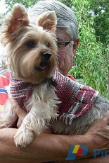 Pup Squad Dog Sweater by My Savannah Cottage -Free