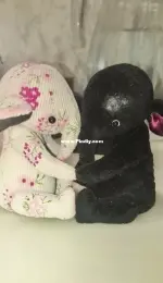 Teddy elephants Mr and Mrs Tuttie