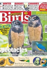 Cage & Aviary Birds - 17 January 2018