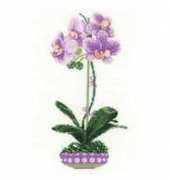 Riolis 1163 orchid