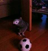 my bird