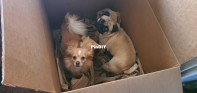 Pups