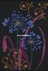 Anchor Maia 5678000-05019 - Ornamental Agapanthus in PCS.