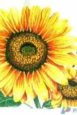 Sunshine