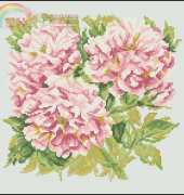 RTO M374 Shrub Roses