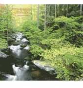 Artecy Forest Stream