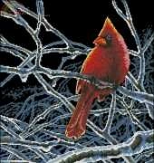 Dimensions 70-35292 - Ice Cardinal XSD