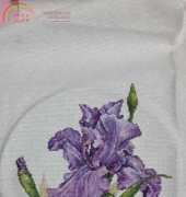 Iris from Paulas Garden
