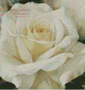 I Love CrossStitch IL-019 Romantic Shine