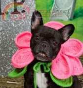 Yarnspirations -  Red Heart - Linda Cyr - Blooming Dog - Free