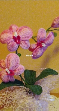 Orchidea