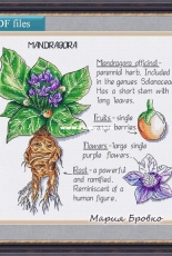 Mandrake by Maria Brovko