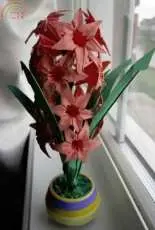 Hyacinth