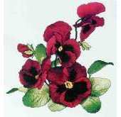 The Silver Lining SL54 - Red Pansies