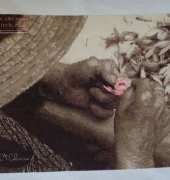 Flor de azafran