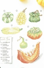 Tout est bon dans le Potiron by V Enginger from Mango Mon Jardin Potager PCS
