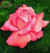 HAED HAETRQS 63 QS Blushing by Teri Rosario