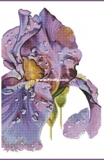 Purple Dawn Iris by Anna Kuznetsova XSD