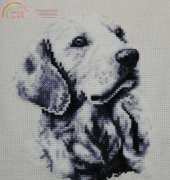Golden Retriever firmy Heritage
