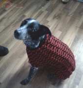 Dog Sweater