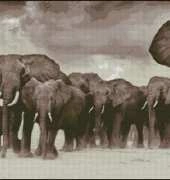 Elephants From Nastunya 66