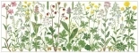 Gerda Bengtsson 30-4654 - Flowers of the Meadow