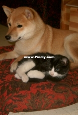 Shiba is watching over kitten