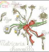 DFEA - Flower Shadow Camomile