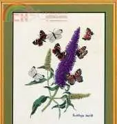 Eva Rosenstand 12-739 Buddleia and butterfly XSD