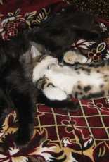 My cat Zayka with kitten Darchik