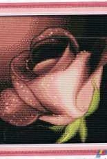 Joy Sunday H345 Dew and Rose