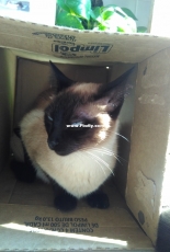 Abby Scuito