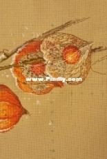 Golden Hands / Cape Gooseberry