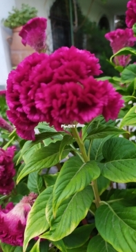 Dark red celosia flower