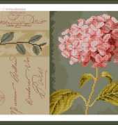 PN-0008104 Hydrangea 35034 XSD