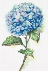 Panna C-1988 - Blue Hydrangea XSD