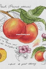 Botany Series - Peach by Alla Erokhova