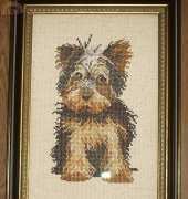 Yorkie